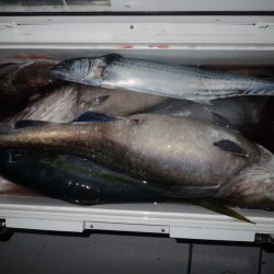 Aquanaut（アクアノート） 釣果