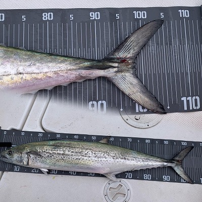 フィシングボートAir(エアー) 釣果