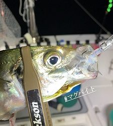 フィシングボートAir(エアー) 釣果