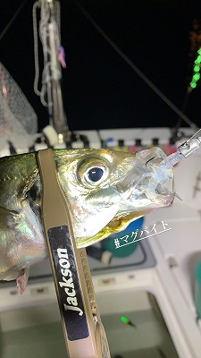 フィシングボートAir(エアー) 釣果