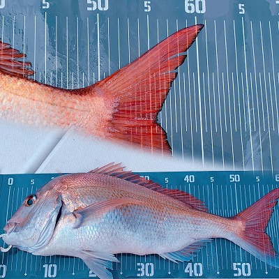 フィシングボートAir(エアー) 釣果