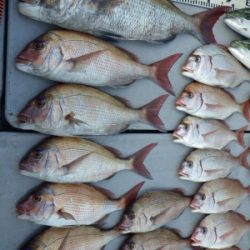 磯部釣船 直栄丸 釣果