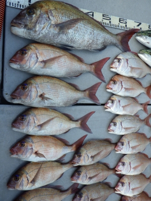 磯部釣船 直栄丸 釣果