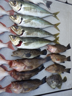 磯部釣船 直栄丸 釣果