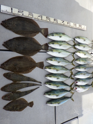 磯部釣船 直栄丸 釣果