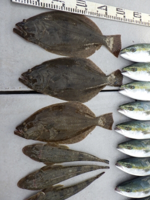 磯部釣船 直栄丸 釣果