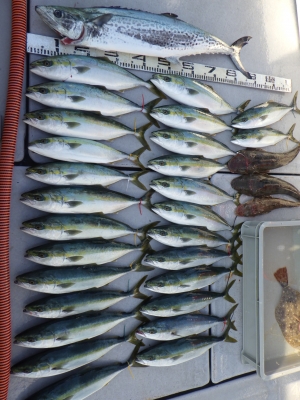 磯部釣船 直栄丸 釣果