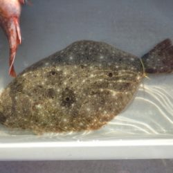 磯部釣船 直栄丸 釣果