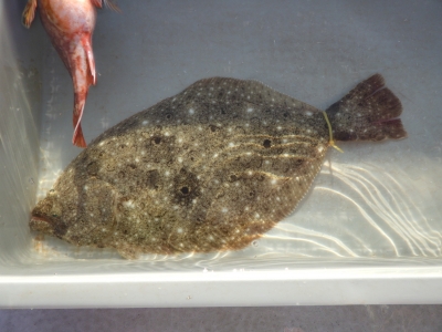 磯部釣船 直栄丸 釣果