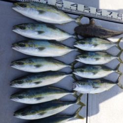 磯部釣船 直栄丸 釣果