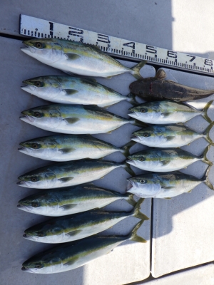 磯部釣船 直栄丸 釣果