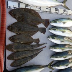 磯部釣船 直栄丸 釣果