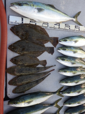 磯部釣船 直栄丸 釣果