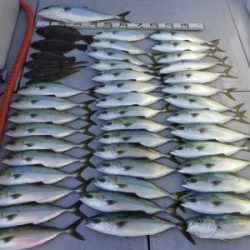 磯部釣船 直栄丸 釣果