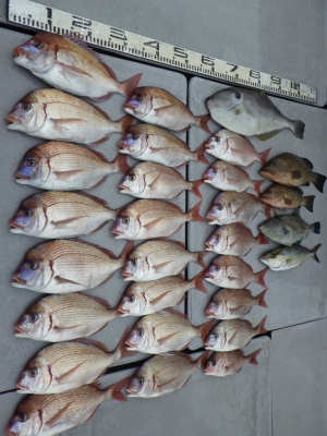 磯部釣船 直栄丸 釣果