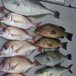 磯部釣船 直栄丸 釣果