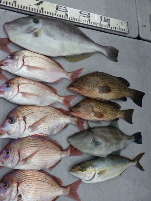 磯部釣船 直栄丸 釣果