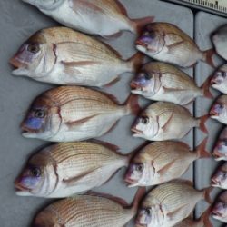 磯部釣船 直栄丸 釣果