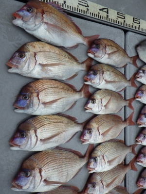 磯部釣船 直栄丸 釣果