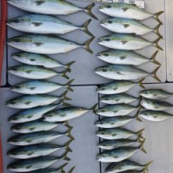 磯部釣船 直栄丸 釣果