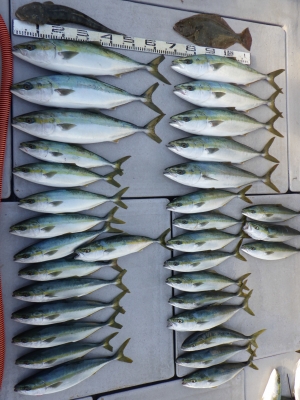 磯部釣船 直栄丸 釣果