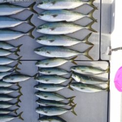 磯部釣船 直栄丸 釣果