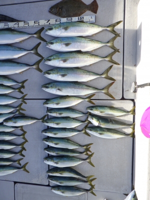 磯部釣船 直栄丸 釣果