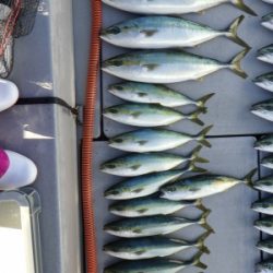 磯部釣船 直栄丸 釣果