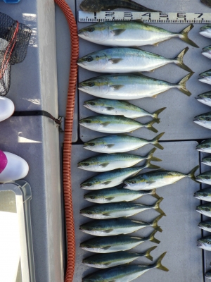 磯部釣船 直栄丸 釣果