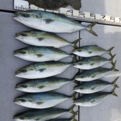 磯部釣船 直栄丸 釣果