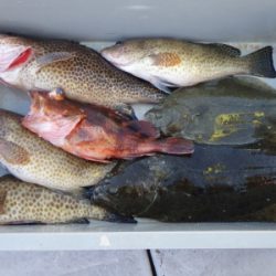 磯部釣船 直栄丸 釣果