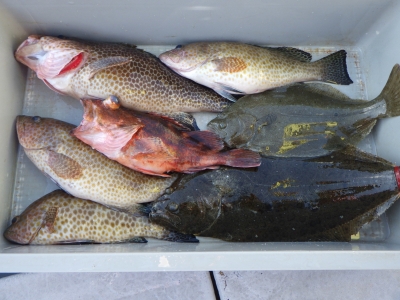 磯部釣船 直栄丸 釣果