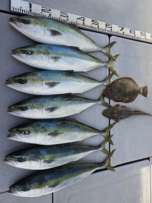 磯部釣船 直栄丸 釣果