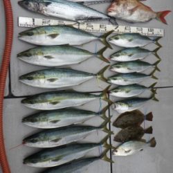 磯部釣船 直栄丸 釣果