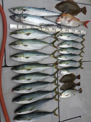 磯部釣船 直栄丸 釣果