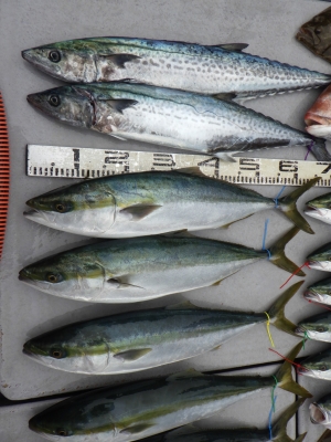 磯部釣船 直栄丸 釣果