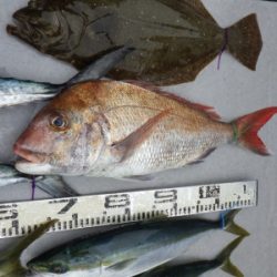 磯部釣船 直栄丸 釣果