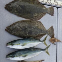 磯部釣船 直栄丸 釣果