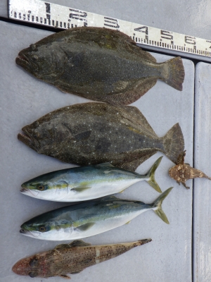 磯部釣船 直栄丸 釣果