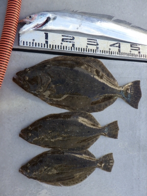 磯部釣船 直栄丸 釣果