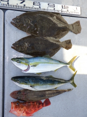 磯部釣船 直栄丸 釣果