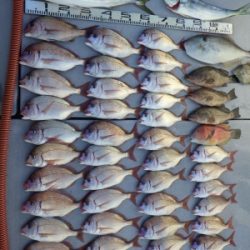 磯部釣船 直栄丸 釣果