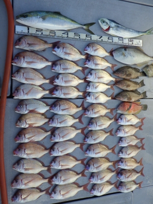 磯部釣船 直栄丸 釣果