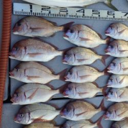 磯部釣船 直栄丸 釣果