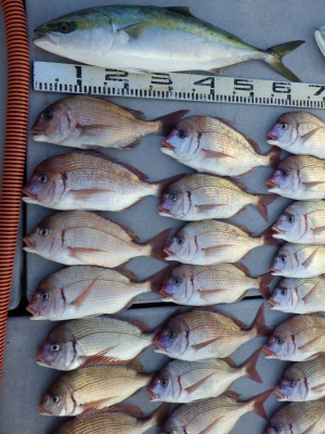 磯部釣船 直栄丸 釣果