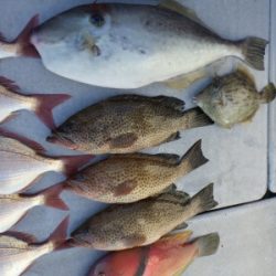 磯部釣船 直栄丸 釣果