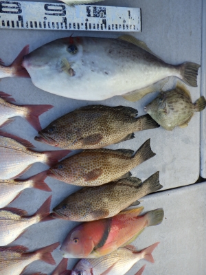 磯部釣船 直栄丸 釣果