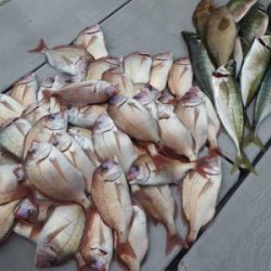 磯部釣船 直栄丸 釣果