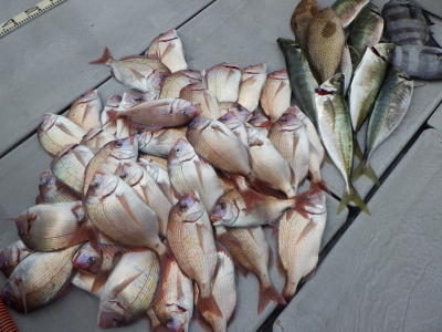 磯部釣船 直栄丸 釣果