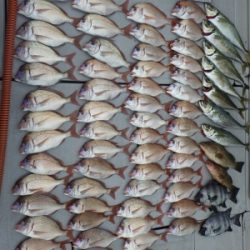 磯部釣船 直栄丸 釣果